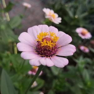 三级日本亚洲色图自拍偷拍一区二区
